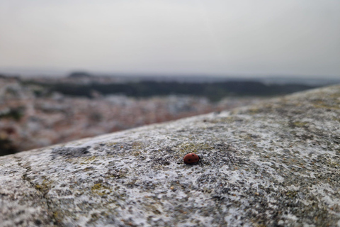 Lisbon to Porto with Óbidos-Nazaré-Fátima-Coimbra-Aveiro 3 STOPS