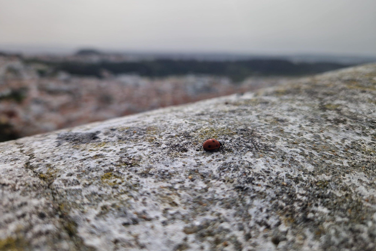 Lisbon to Porto with Óbidos-Nazaré-Fátima-Coimbra-Aveiro 3 STOPS