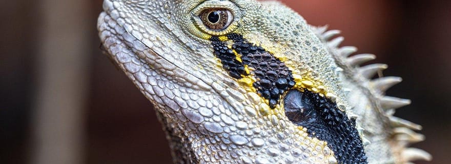 Brisbane : visite privée de Brisbane avec arrêts