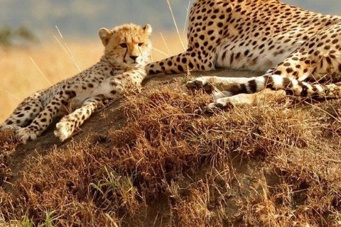 3 Days, 2 nights safari to Samburu National Reserve 3 Days private safari in a 4x4 Landcruiser jeep