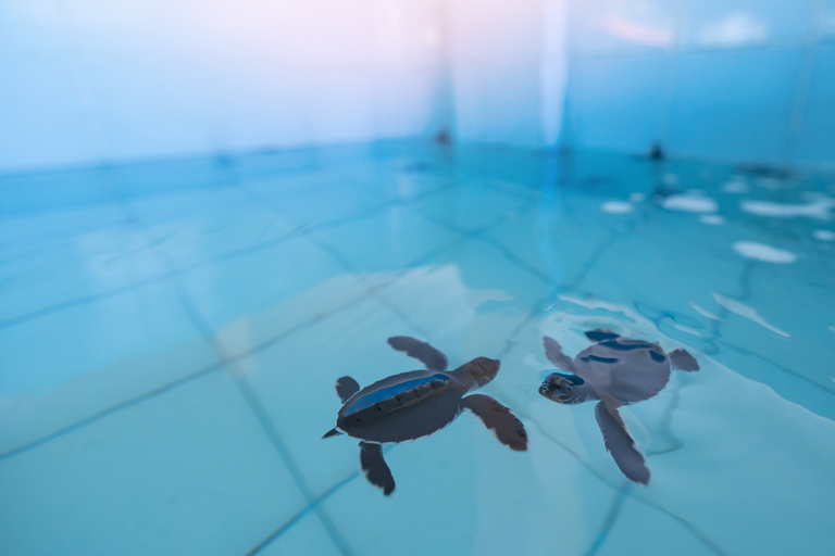 Bali: Sanur Highlights & Turtle Conservation Tour with Lunch Private Tour with Hotel Transfer from Bali