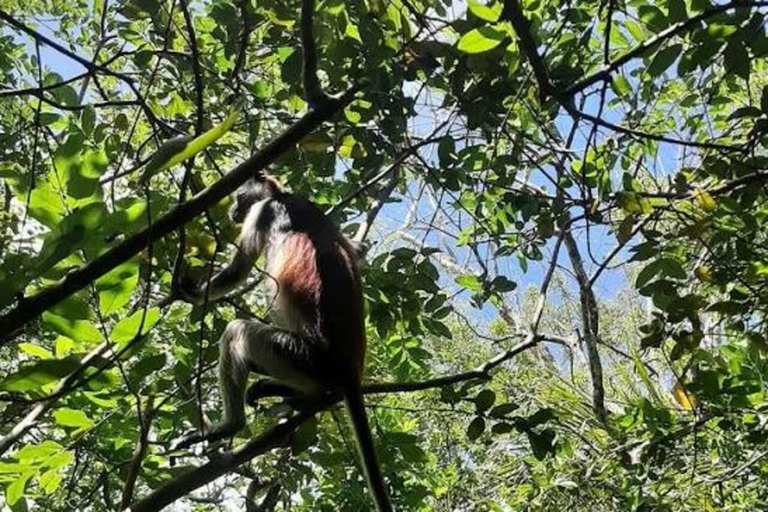 Zanzibar: Jozani & Salaam Monkeys, Mangroves & Secret Beach