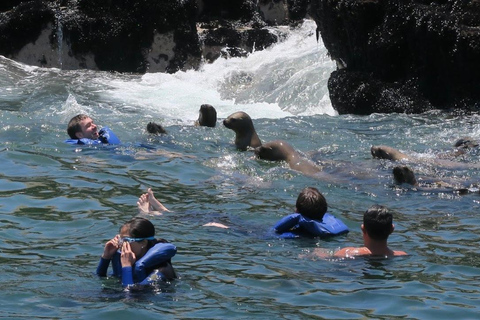 Lima: Palomino Island Marine Adventure Tour swimming with Sea Lions