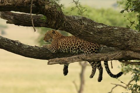 Safari en grupo económico de 1 día en Tanzania a Tarangire