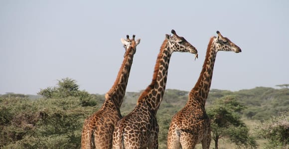 Selous Game Reserve Day Safari with Flight: From Zanzibar