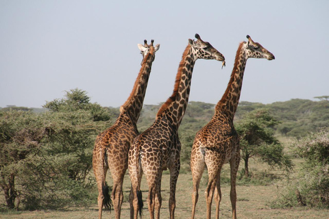 Tanzania National Park: 2 dagar 1 natt Selous från zanzibar