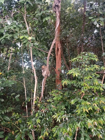 Bintan : Mangrove or Fireflies Tour