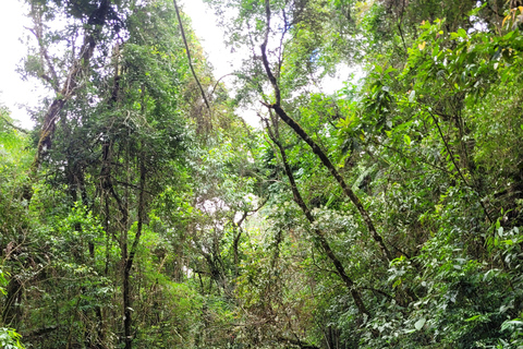 CAMINHO DO OURO - Guided tour Atlantic Forest, Waterfalls, Stories.