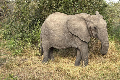 from Zanzibar: 3-Days Mikumi national park Safari with Train