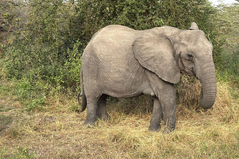 from Zanzibar: 3-Days Mikumi national park Safari with Train