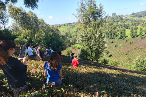 Tour della fattoria del tè viola da Nairobi - Esplora i verdi di GaturaTour della fattoria del tè viola da Nairobi - Esplora Gatura Greens
