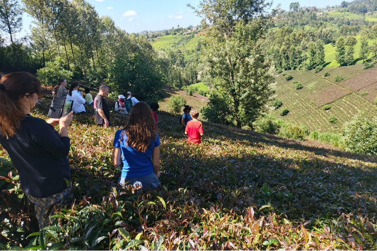 Tour della fattoria del tè viola da Nairobi - Esplora i verdi di GaturaTour della fattoria del tè viola da Nairobi - Esplora Gatura Greens
