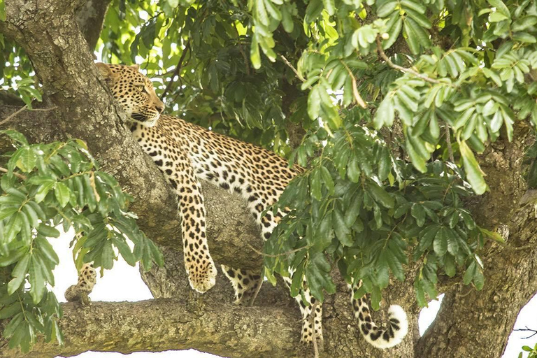 هلوهلوي ملحمة إكسبلورر - رحلات السفاري والريفية