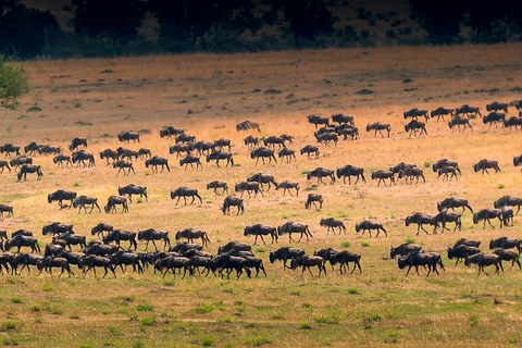 Tansania: 14-tägige Safari mit Great Migration &amp; Sansibar