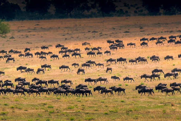 Tanzania: 14-dniowe safari z Wielką Migracją i Zanzibarem