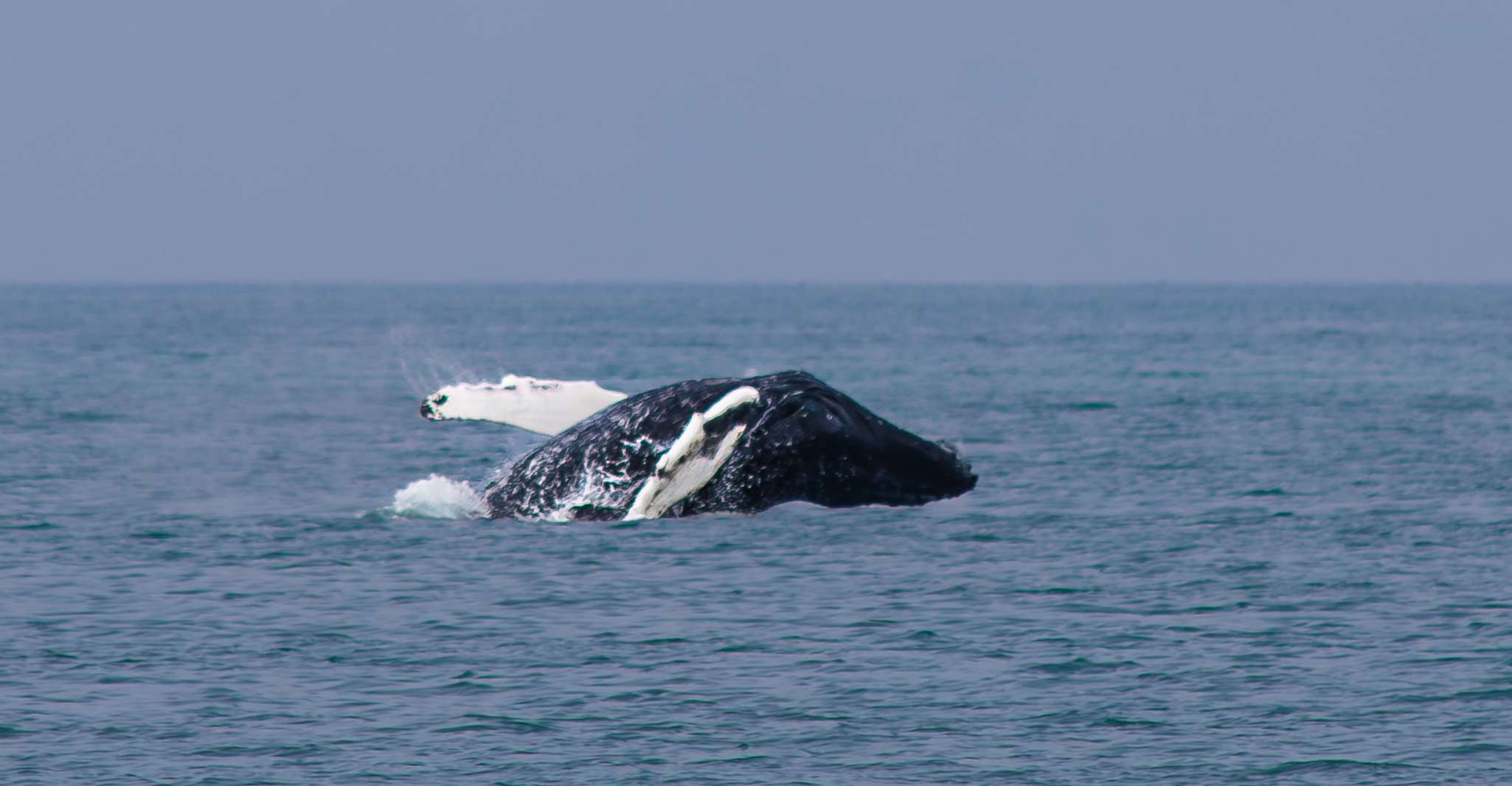 Húsavík, Whale Watching Boat Tour - Housity