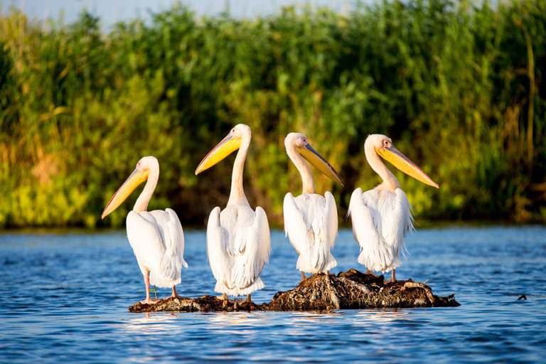 Desde Bucarest: Excursión de un día al Delta del Danubio