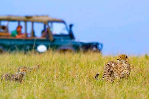 2 Days Kuno National Park From Delhi By Train