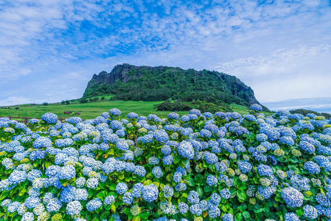 Jeju Island: East Jeju Summer Hydrangea Tour