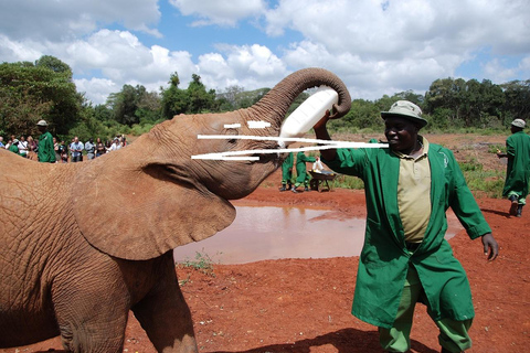 Nairobi national park,David sheldrick,GiraffeCenter:half dayNairobi national park, David sheldrick, Giraffe center