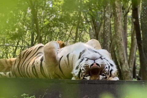 Orlando: Guided Wildlife Sanctuary Animal Encounter Tour Lakeland: Guided Wildlife Sanctuary Animal Encounter Tour