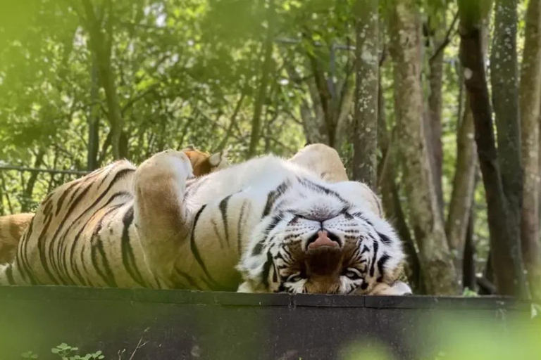 Orlando: Guided Wildlife Sanctuary Animal Encounter Tour Lakeland: Guided Wildlife Sanctuary Animal Encounter Tour