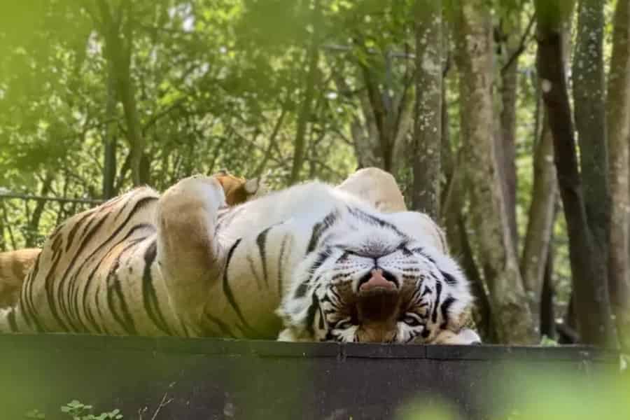 Orlando: Geführte Tour mit Tierbegegnungen im Wildtier-Schutzgebiet. Foto: GetYourGuide