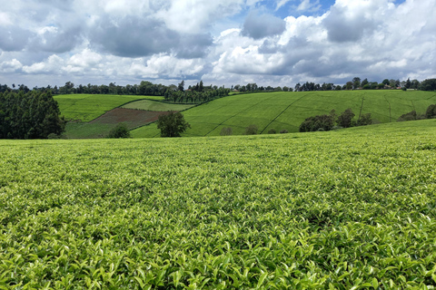 Nairobi: excursão de meio dia a uma fazenda de chá com almoço e degustação de chá.Nairóbi: Passeio de meio dia para tomar chá com almoço e degustação de chá.