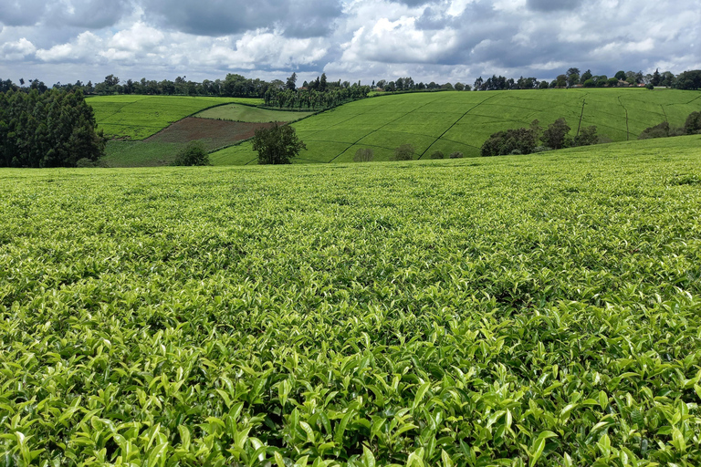 Nairobi: excursão de meio dia a uma fazenda de chá com almoço e degustação de chá.Nairóbi: Passeio de meio dia para tomar chá com almoço e degustação de chá.