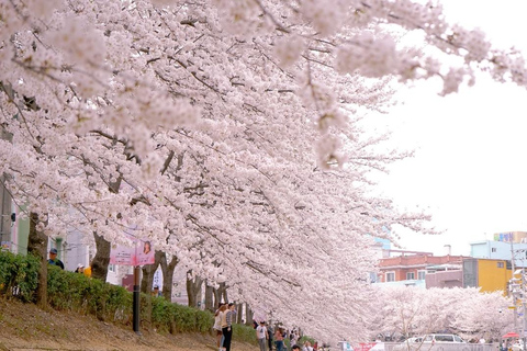 Kirschblüten-Tour am Strand von Busan