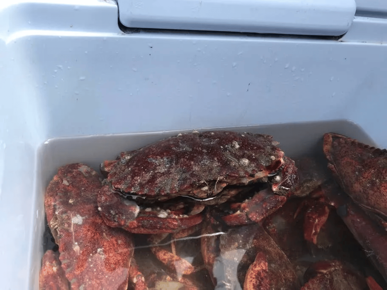 San Francisco: Crab & Cook unter der Golden Gate Bridge