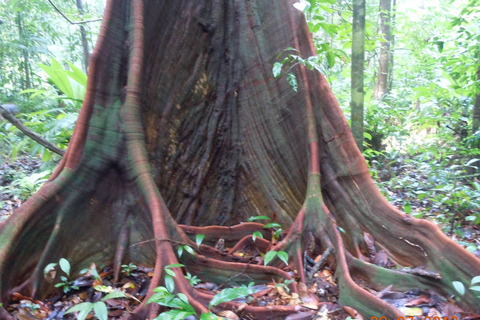 Uvita: Corcovado National Park Guided Hike with Lunch