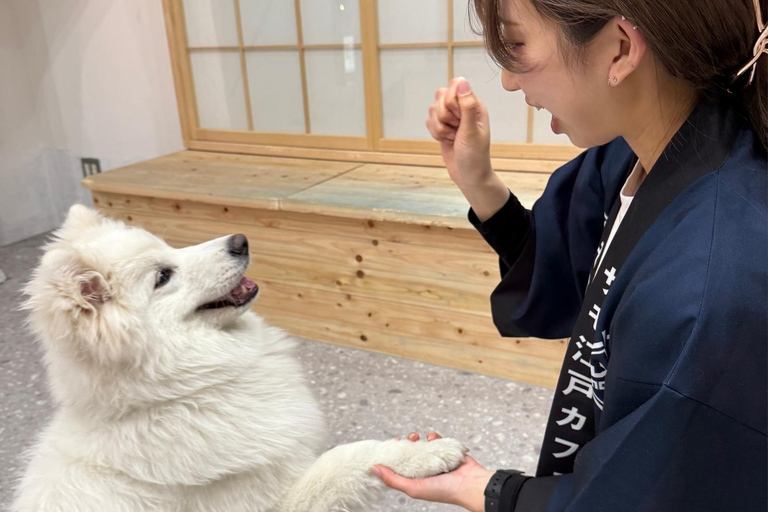 Tokyo Harajuku：30-Minute Samoyed Interaction Experience