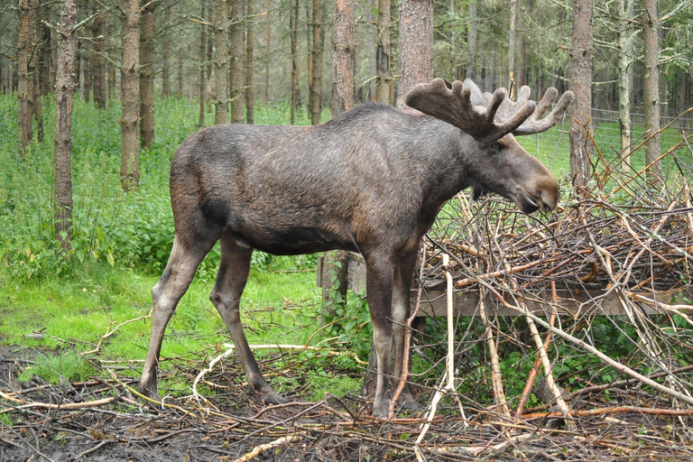 Rovaniemi: Ranua Zoo Tickets & Transportation. 4 people Rovaniemi: Ranua Zoo Tickets and Transportation. PETS