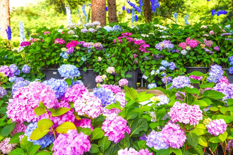 From Seoul: K-Drama Filming Tour: Garden of Morning Calm