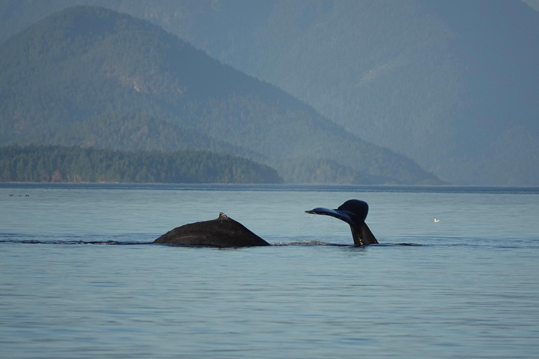 Campbell River: Spring Bear Watching & Waterfalls Boat Tour