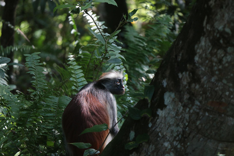 Zanzibar : Forêt de Jozani, promenade dans la nature et visite de la faune et de la flore