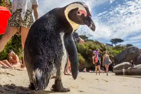 Schwimme mit Pinguinen in der Boulders Beach Pinguinkolonie