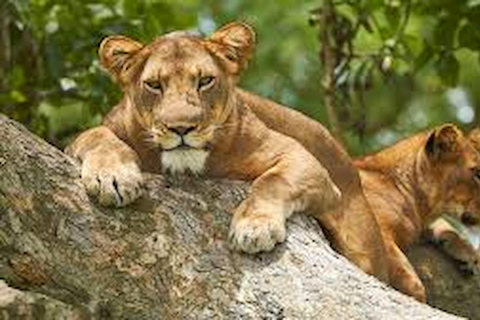 Kampala: Safari de 2 días por la fauna salvaje de la Reina Isabel