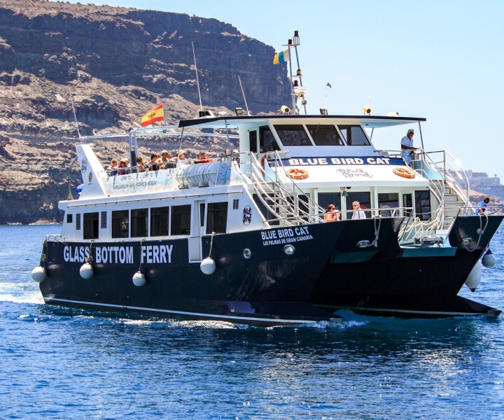 Puerto Rico de Gran Canaria: Katamarancruise med delfinsafari og snorkling