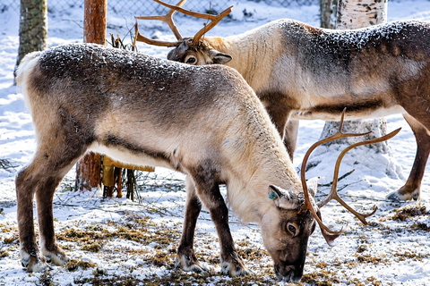 Rovaniemi: Ranua Wildlife Park, Polar Bears & Arctic Animals ⭐ Ranua Highlights | 4h | Polar Bears | Most Popular