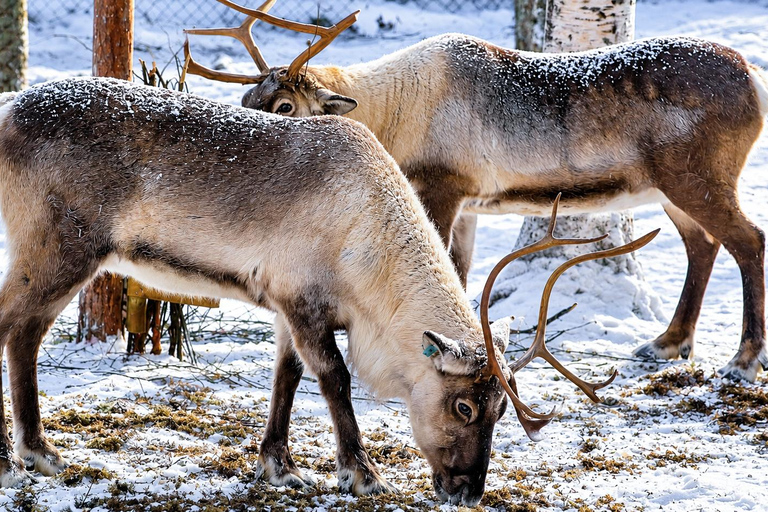 Rovaniemi: Ranua Wildlife Park, Polar Bears & Arctic Animals ⭐ Ranua Highlights | 4h | Polar Bears | Most Popular