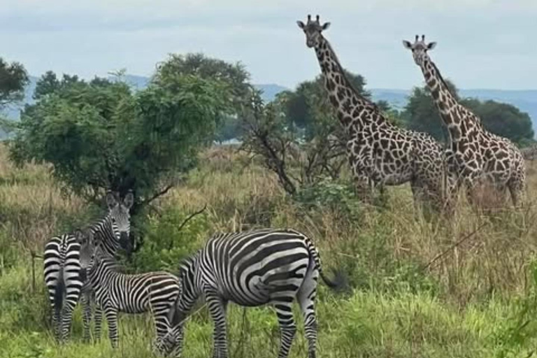 Sansibar: 3-tägige Mikumi-Nationalpark-Safari mit dem SGR-Zug