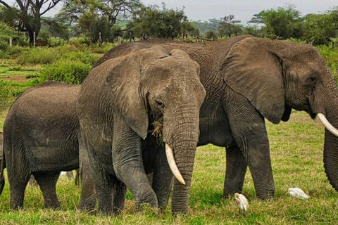 Tour di un giorno della fauna selvatica di Amboseli e visite ai villaggi Masai