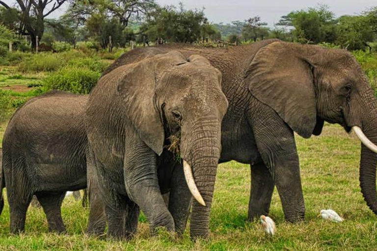 Tour di un giorno della fauna selvatica di Amboseli e visite ai villaggi Masai