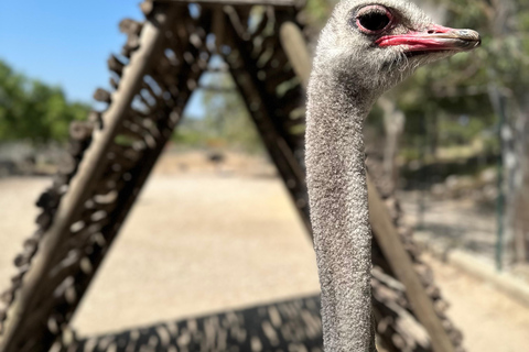 Rhodes: Farma of Rhodes Petting Zoo Half-Day Trip