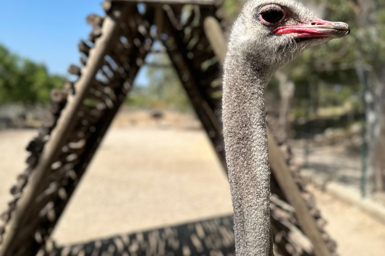 Rhodes: Farma of Rhodes Petting Zoo Half-Day Trip