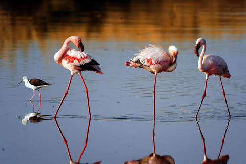 Arusha : 6 jours de randonnée sur les hauts plateaux du Ngorongoro avec le lac Natron