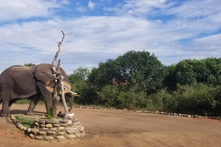 Från Kampala: 3-dagars safari i Murchison Falls med Rhino Trek