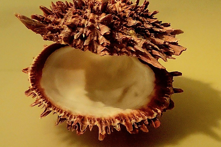 Bogotá: Gold Museum, Deep Tour of the Pre-Hispanic World Bogotá: Gold Museum, Deep Journey Through the Pre-Hispanic World